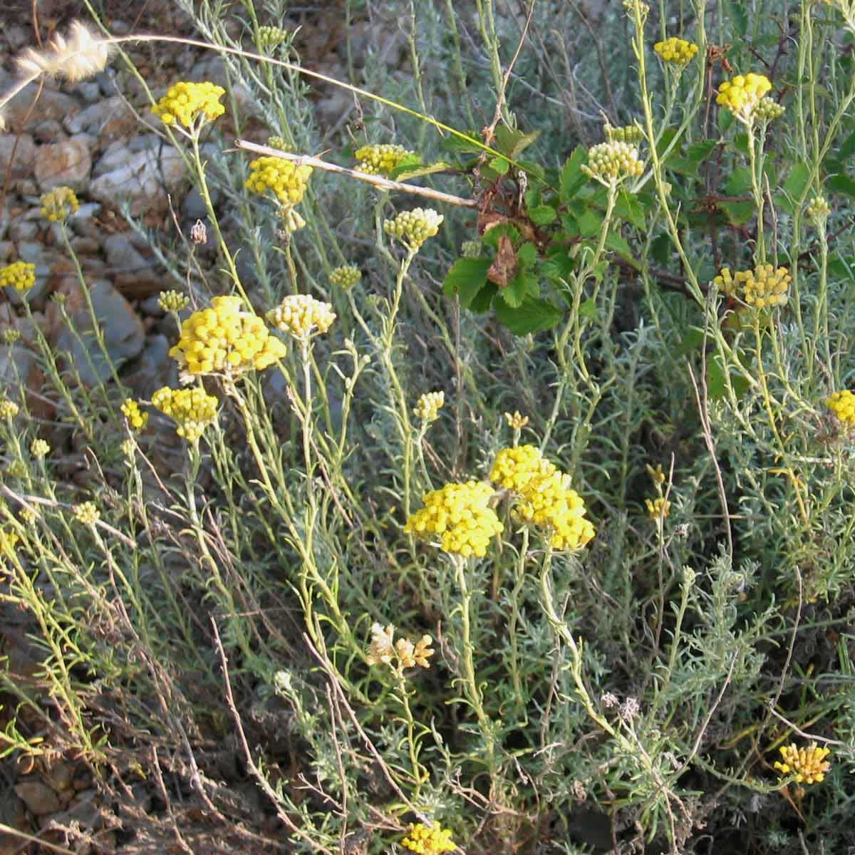 Read more about the article Smilj + konoplja v negi kože: suha koža, razpoke, brazgotine, strije in nega po tetoviranju